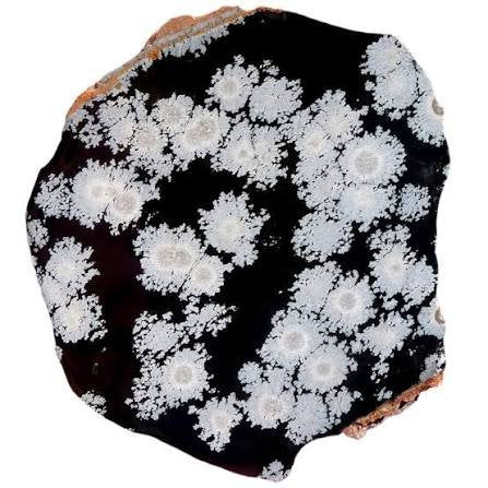Snowflake obsidian slab — jet black with grey-white florets